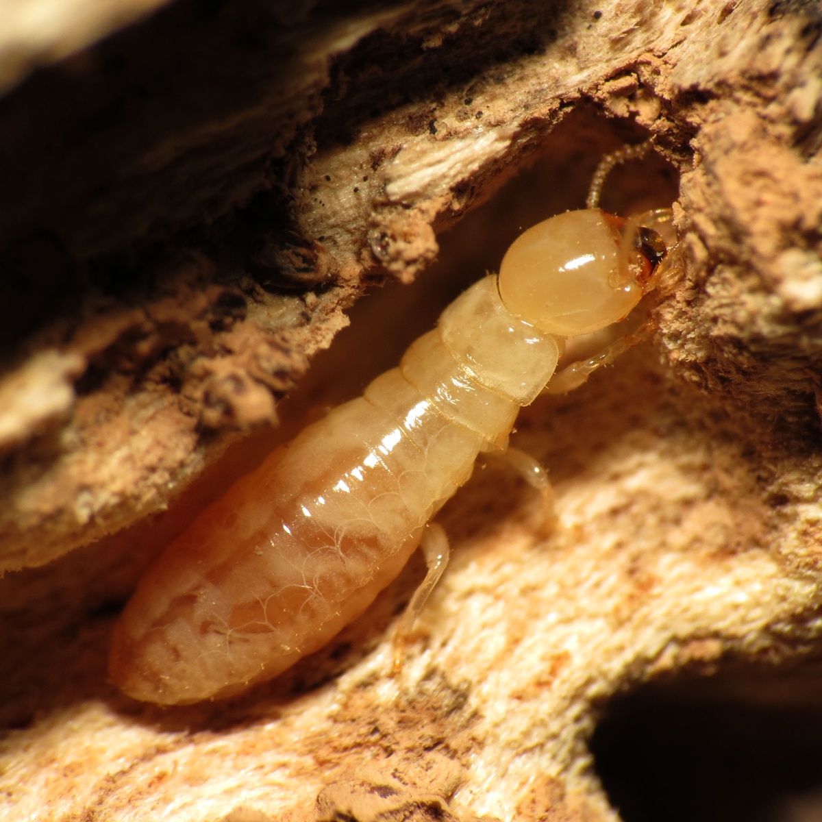 Termite dans une galerie creusée dans le bois